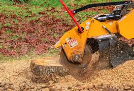 Best Root Management and Removal  in South Shore, KY