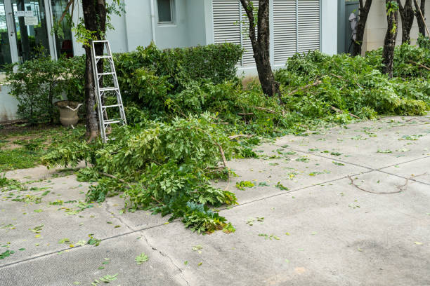 Best Tree Disease Treatment  in South Shore, KY