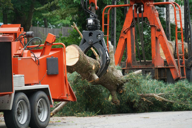 Best Grass Overseeding  in South Shore, KY