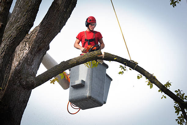 Best Arborist Consultation Services  in South Shore, KY