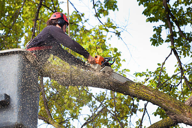 Best Storm Damage Tree Cleanup  in South Shore, KY